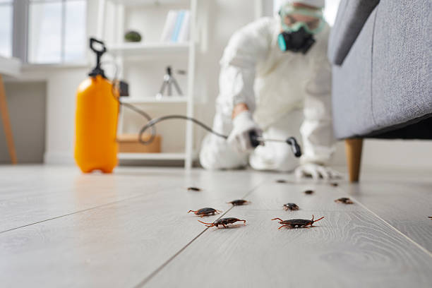 Affordable Ant Control solutions in Assumption, IL